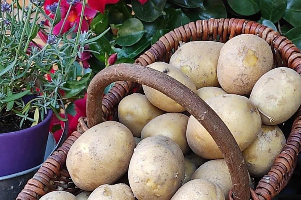 Kartoffeln im Korb